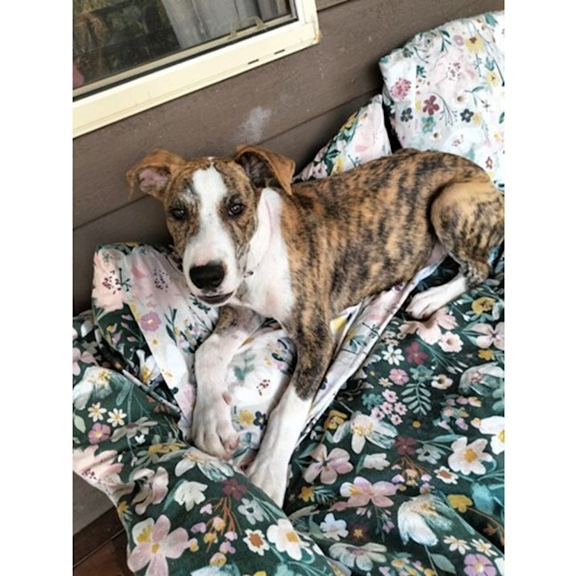 Photo of Dandie *$350 Adoption Fee*