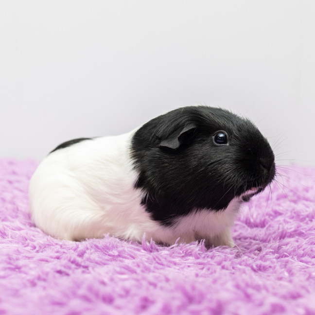 Photo of Lulu