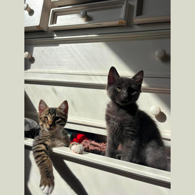 Photo of Geez & Fumo
