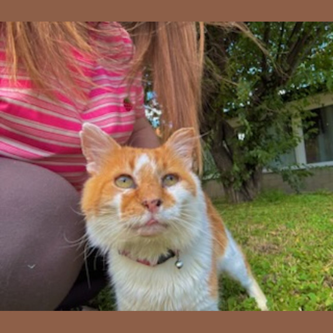 Photo of Ginge * 9 Lives Project Rescue*