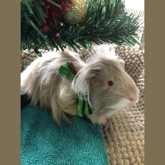 Photo of Romeo