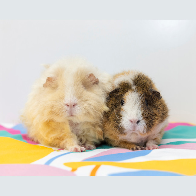 Photo of Curly Wurly