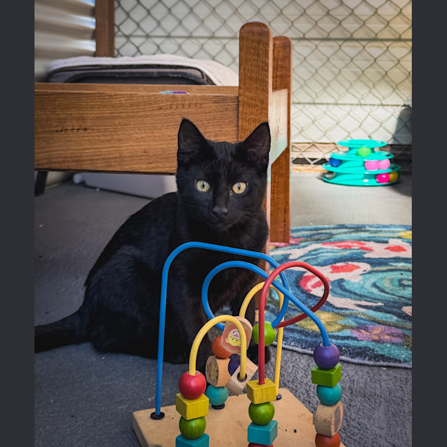 Photo of Chilli