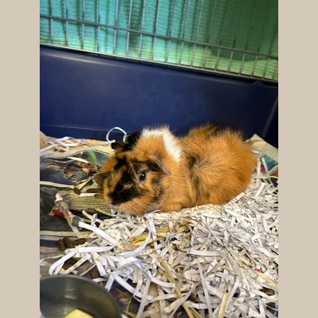 Photo of Romeo 