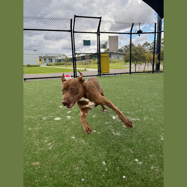 Photo of Cinnamon Imp 2194