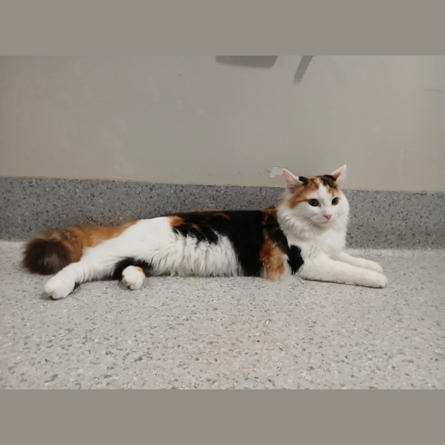 Photo of Briar