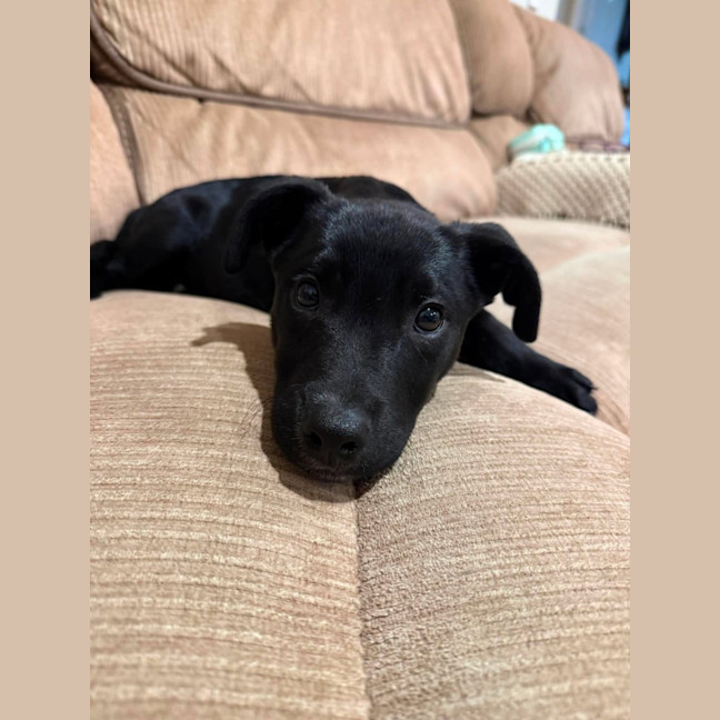 Photo of Dudley