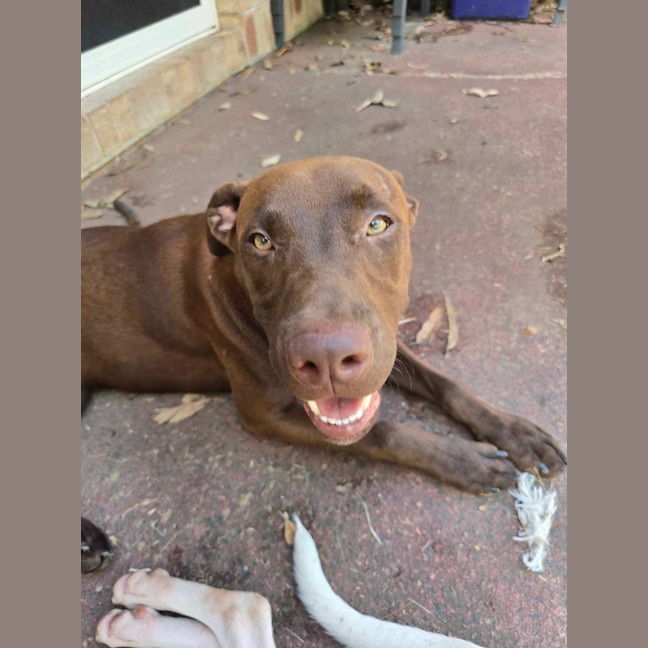 Photo of Rusty