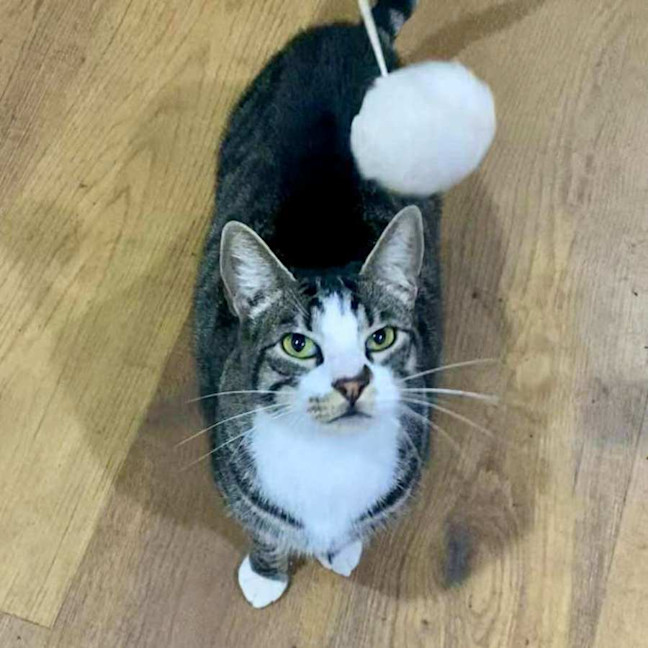 Photo of Blitzen   Located In Bacchus Marsh