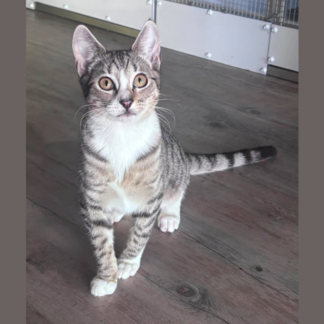 Photo of Jitterbug