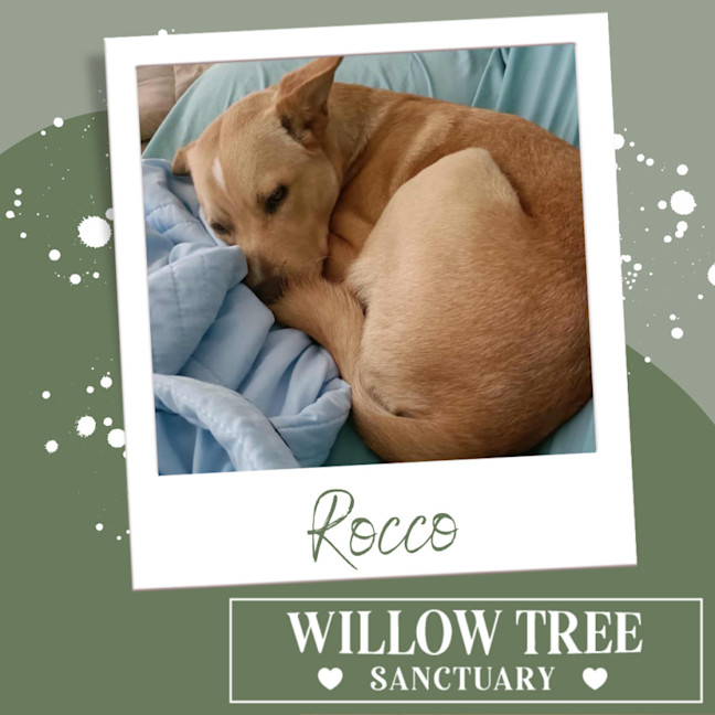Photo of Rocco