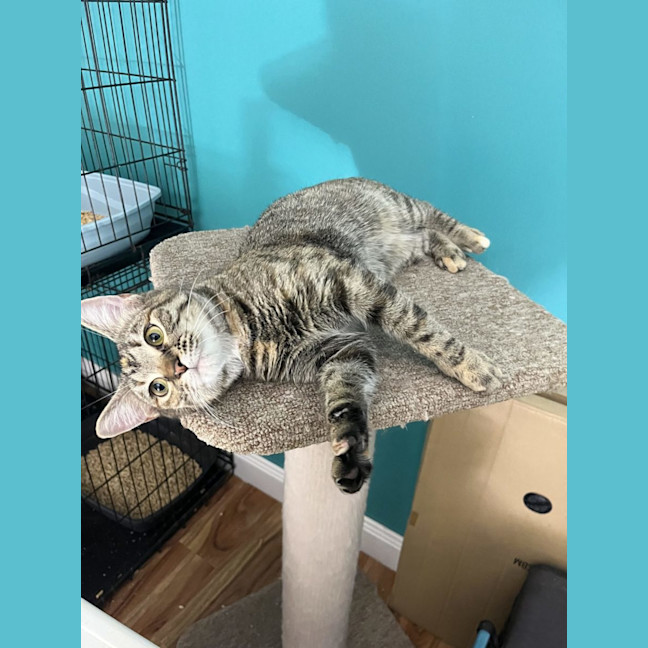 Photo of Tilly   Avaiable At Pet Quarters Thornton