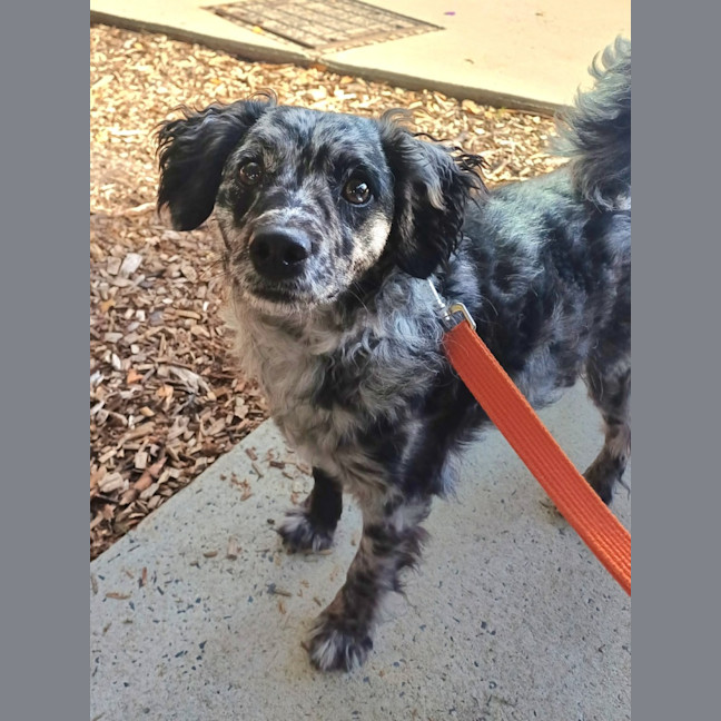Photo of Buddy