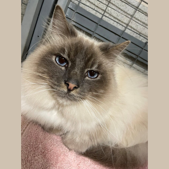 Photo of Oscar