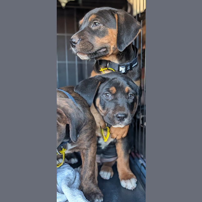 Photo of Clover