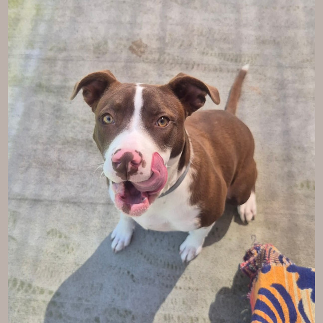 Photo of Cindy (8883)