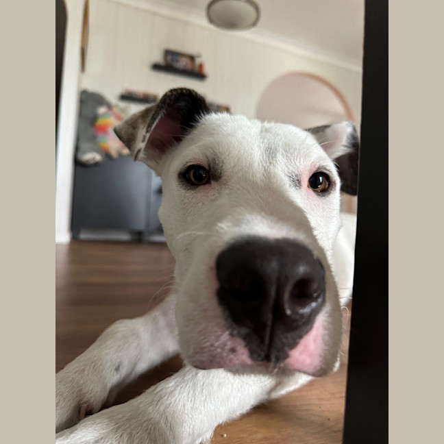 Photo of Scruffy   7 Month Old Wolfhound X