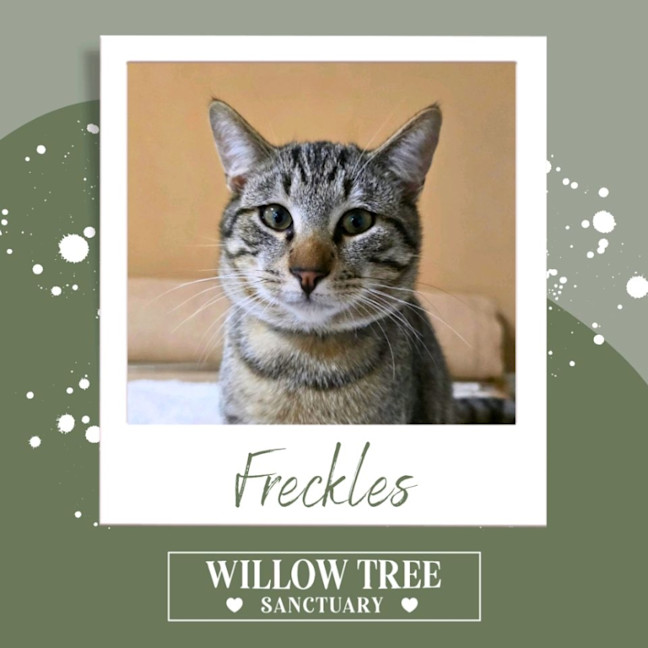 Photo of Freckles
