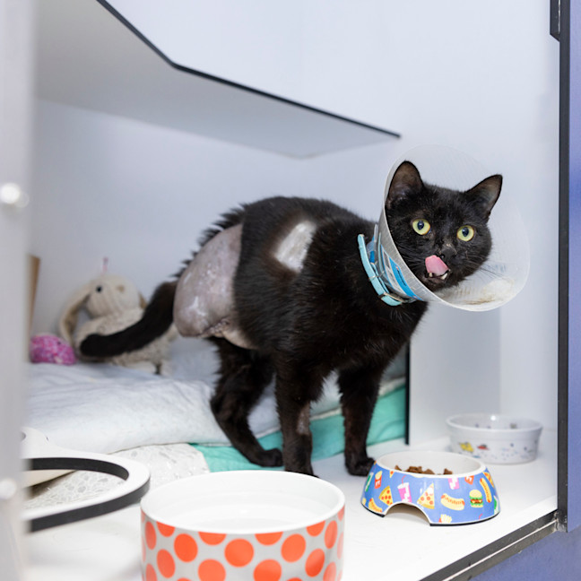 Photo of Senna (Previously Cupcake)