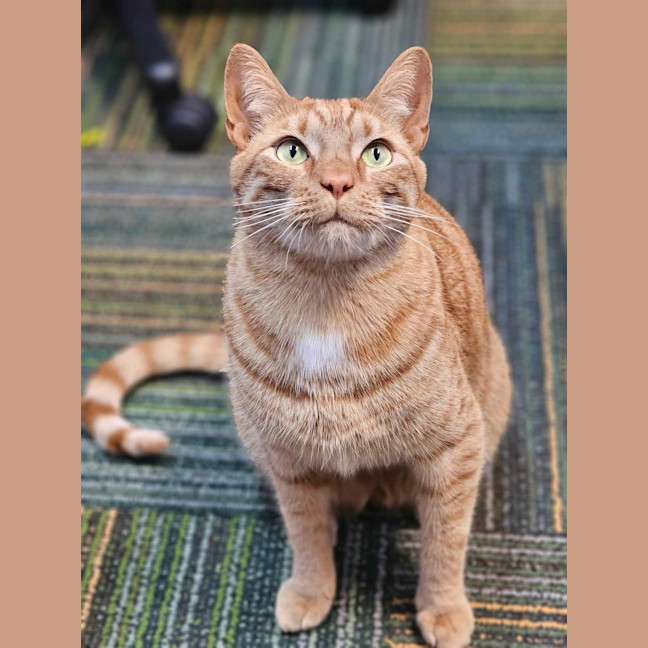 Photo of Pudding