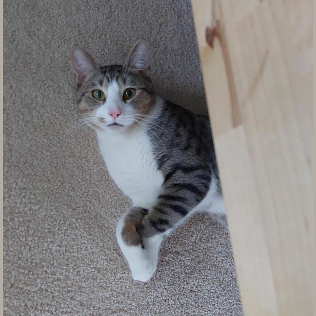 Photo of Henry