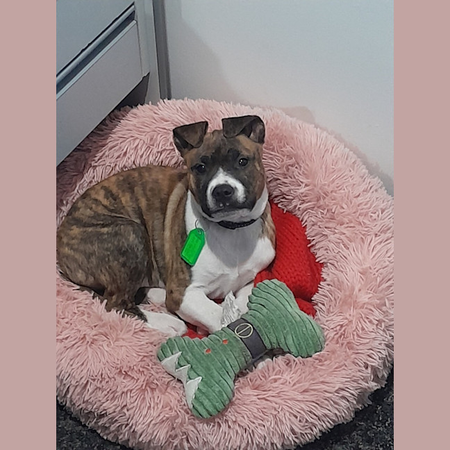 Photo of Angel (64229)