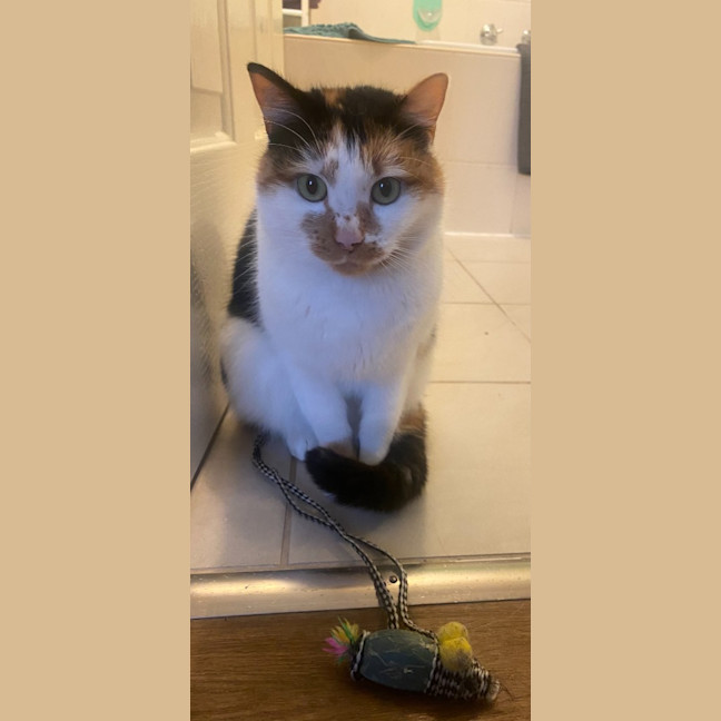 Photo of Mara