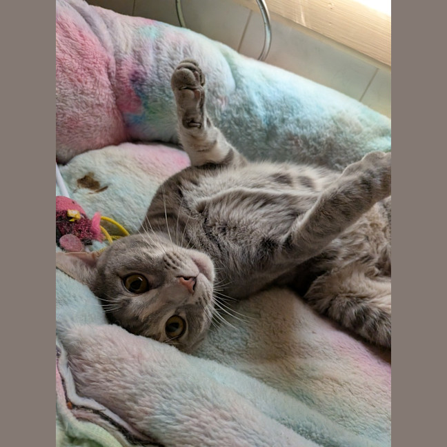 Photo of Tofu