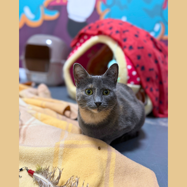 Photo of Luna (Was Marshmallow)