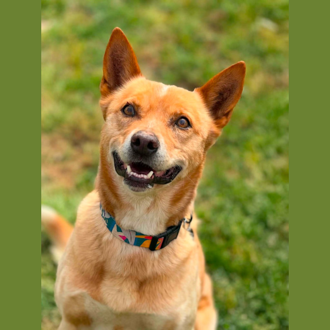 Photo of Nacho