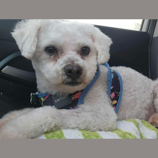 Photo of Buddy