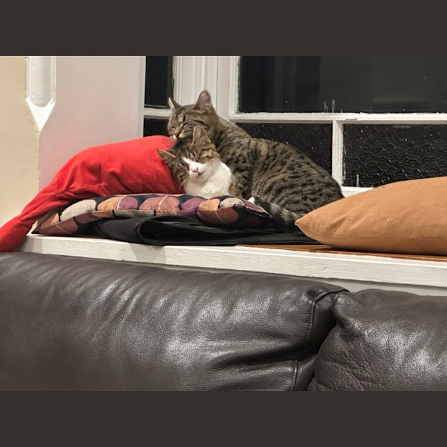 Photo of Cherry And Blossom