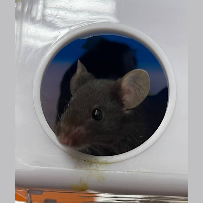 Photo of Havarti