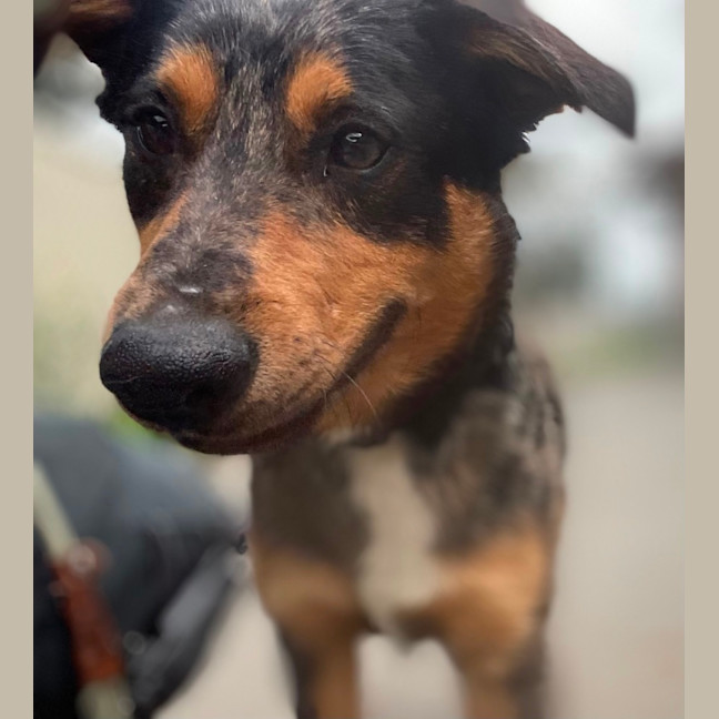 Photo of Buddy