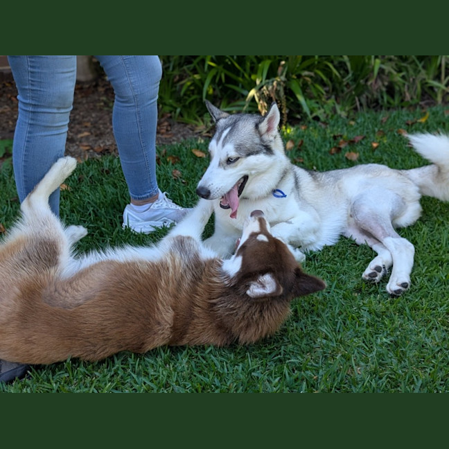 Photo of Halo   18 Month Old Husky
