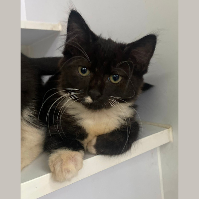 Photo of Buzzie (9968)