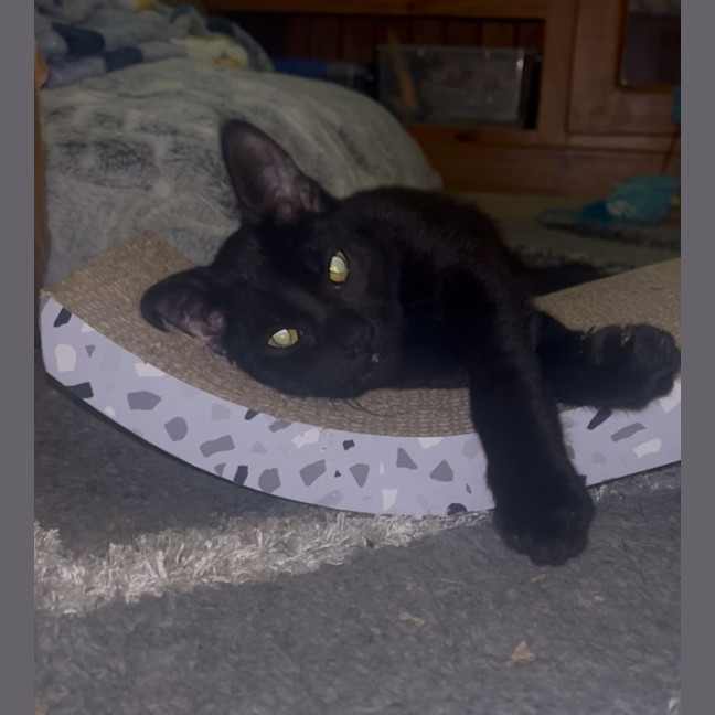Photo of Zephyr