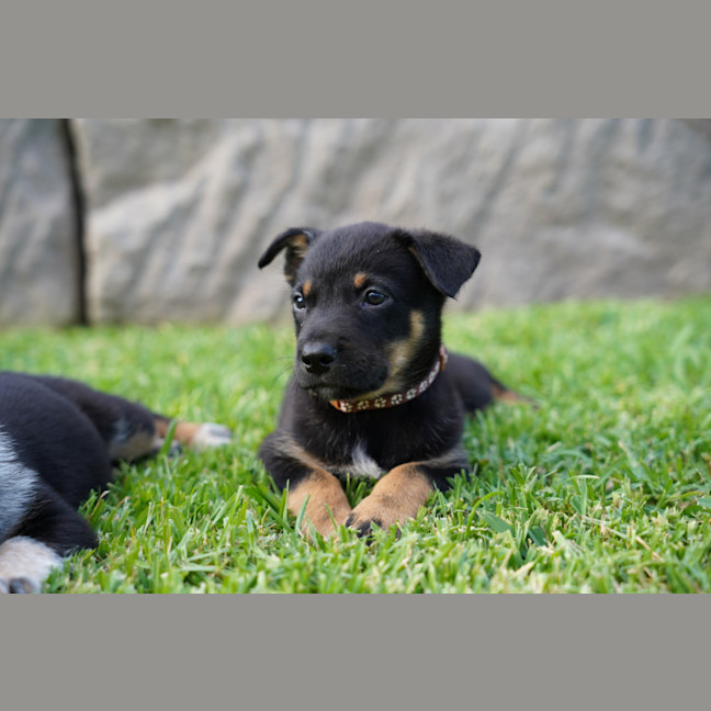 Photo of Dusty   7 Week Old Cattle Dog X Kelpie