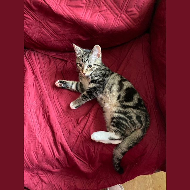 Photo of Timmy (Bob)