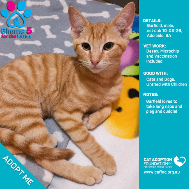 Photo of Garfield