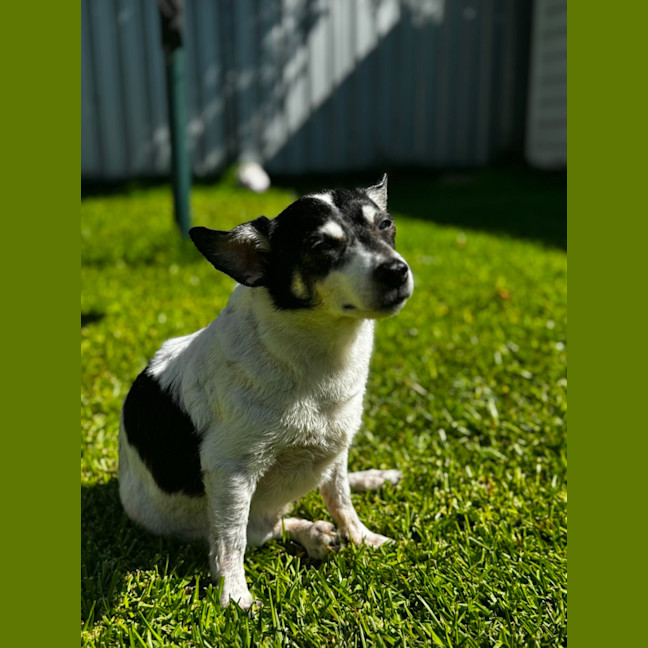 Photo of Tiny   14 Year Old Fox Terrier X