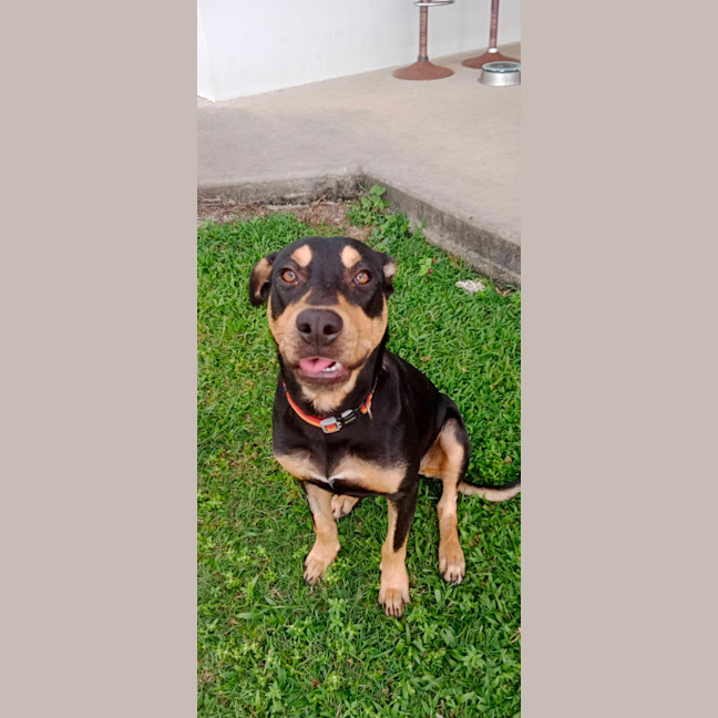 Photo of Whiskey
