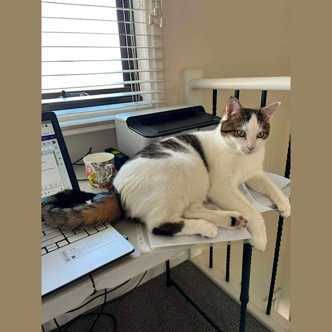 Photo of Chester   In Foster Care In Ashburton