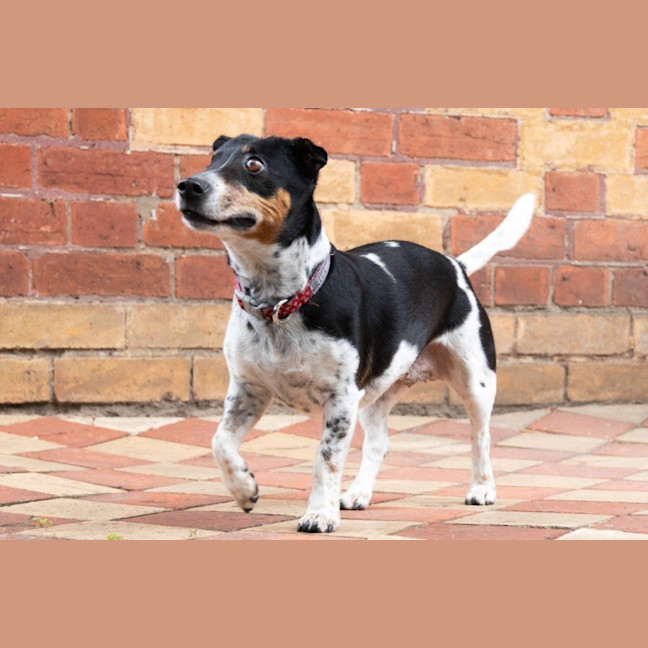 Photo of Bella Valenti