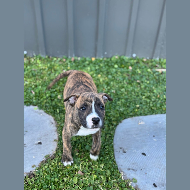 Photo of King Of Hearts 