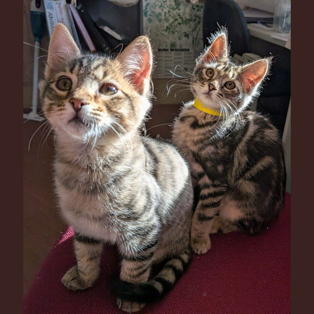 Photo of Gwen Meet Me@Petstock Chelsea Store