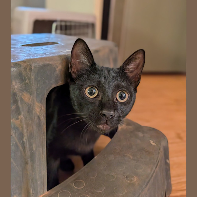 Photo of Veya