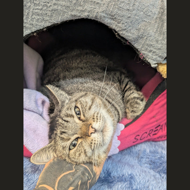 Photo of Roxy