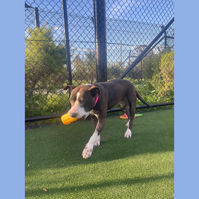 Photo of Roxy Imp 1300