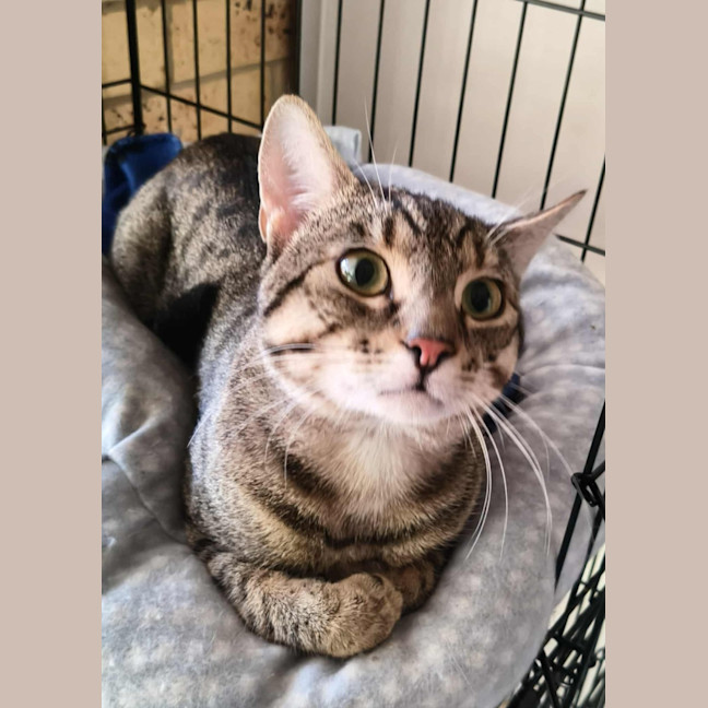Photo of Niblet